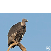 گونه دال پشت سفید White-rumped Vulture